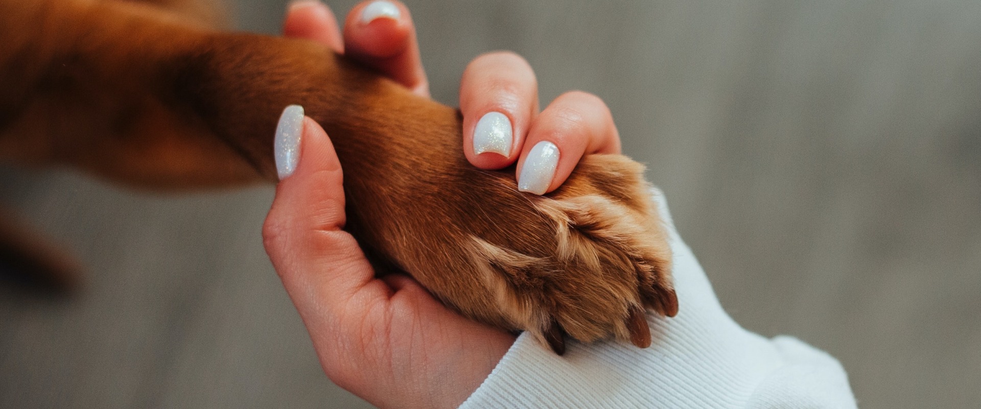 The Impact of Nonprofit Organizations on Animal Welfare in Farmingdale, NY