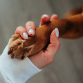 The Impact of Nonprofit Organizations on Animal Welfare in Farmingdale, NY