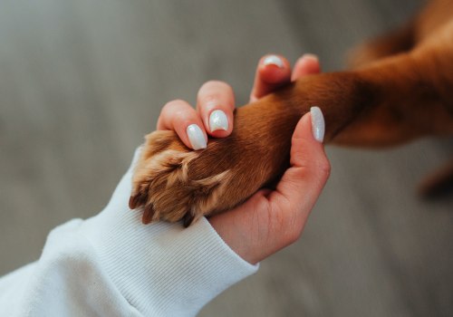 The Impact of Nonprofit Organizations on Animal Welfare in Farmingdale, NY